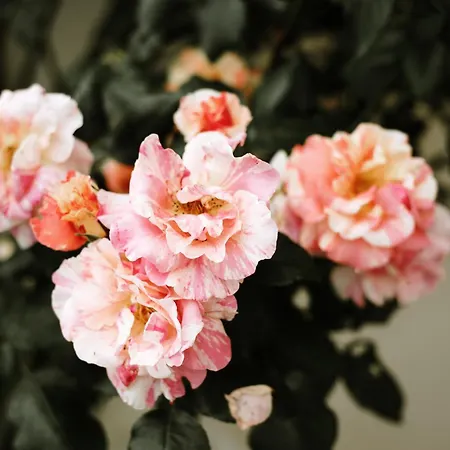 Studio De Plain-pied Avec Terrasse Et Jardin Apartment Saint-Meard-de-Gurcon