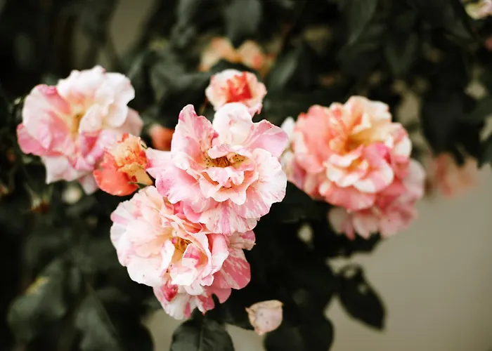 Studio De Plain-pied Avec Terrasse Et Jardin 아파트 Saint-Meard-de-Gurcon